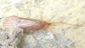 Stenophylax sp.