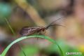 Anabolia sp.