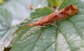 Limnephilus lunatus
