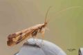 Limnephilus rhombicus