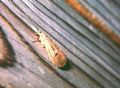 Halesus sp.