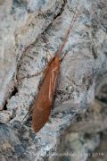 Stenophylax sp.