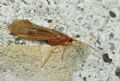 Stenophylax sp.