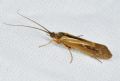 Limnephilus sp.