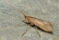 Stenophylax sp.