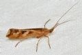 Limnephilus lunatus