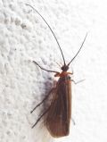 Halesus (cfr.) sp.