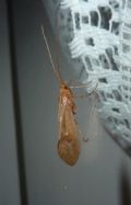 Micropterna sp.