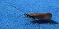 Allogamus sp-
