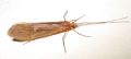 Limnephilus sp.