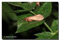 Halesus sp.