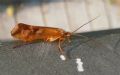 Limnephilus lunatus