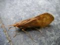 Halesus digitatus