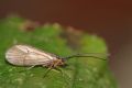 Allogamus sp.