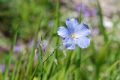 Linum austriacum subsp. tommasinii