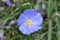 Linum punctatum