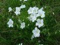 Linum alpinum