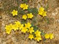 Linum campanulatum