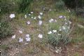 Linum narbonense