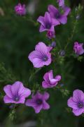 Linum viscosum