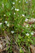 Linum catharticum