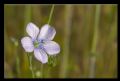 Linum usitatissimum subsp. angustifolium