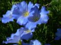 Linum alpinum