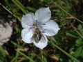 Linum tenuifolium