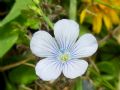 Linum usitatissimum subsp. angustifolium