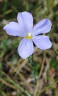 Linum alpinum