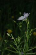 Linum usitatissimum subsp. angustifolium