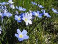 Linum alpinum