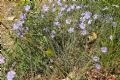 Linum austriacum subsp. collinum