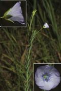 Linum usitatissimum subsp. angustifolium