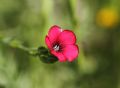 Linum decumbens