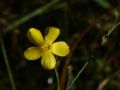 Linum maritimum