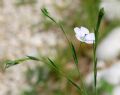 Linum usitatissimum subsp. angustifolium