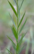 Linum usitatissimum subsp. angustifolium