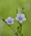 Linum usitatissimum subsp. angustifolium