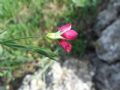 Linum decumbens