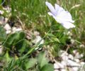 Linum alpinum