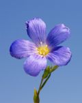 Linum alpinum