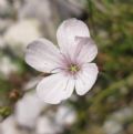 Linum tenuifolium