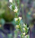 Linum strictum