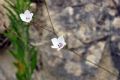 Linum tenuifolium