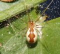 Neriene sp.