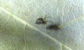 Lepthyphantes sp. (cfr.)