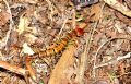 Lithobius variegatus (cfr.)