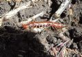 Lithobius castaneus (cfr.)