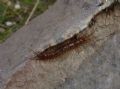 Lithobius forficatus (cfr.)